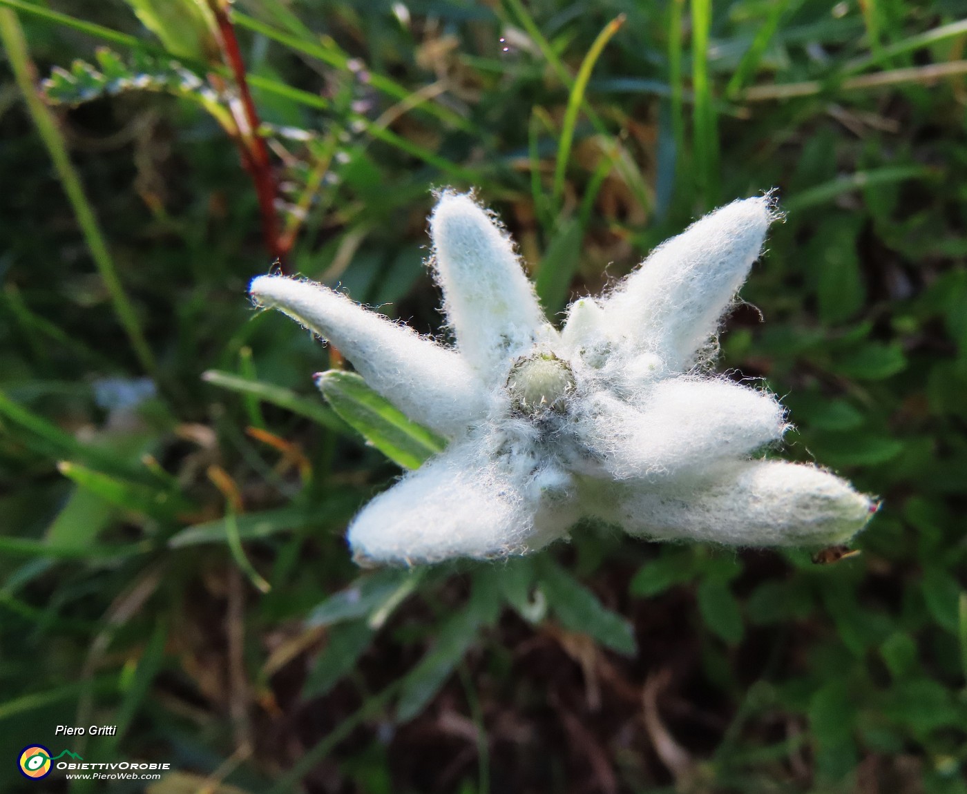 20 Leontopodium alpinum (Stella alpina).JPG